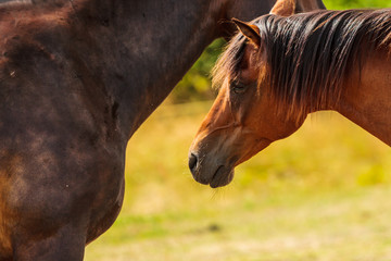 Poster - Two brown wild horses on meadow field