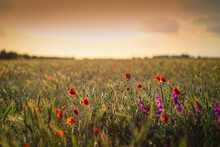 Field With Wheat Grain And Red Poppy Flowers At Sunset