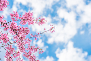 Sakura, Cherry blossoms flower, Beautiful pink sakura full bloom branch with blue sky clouds in spring season, Pastwl tone