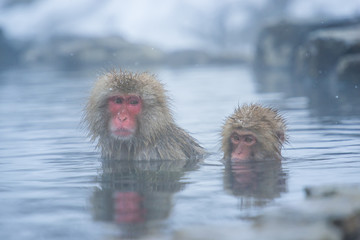 Snow monkey in a hot spring, Nagano, Japan.