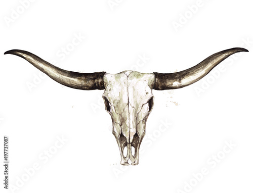 Longhorn Skull. Watercolor Illustration. Stock Illustration | Adobe Stock