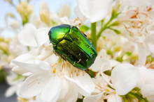 Rose Chafer (Cetonia Aurata) In White-flowered