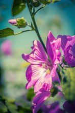 Pink Hollyhock Blossoming In The Daylight, Beautiful Garden Flowers