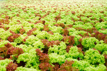 Wall Mural - Background of new sorts of green and brown lettuce growing on plantation