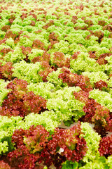 Wall Mural - Variety of fresh lettuce of different sorts and colors growing on plantation