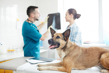 Ill german shephers lying on medical table while vet commenting its x-ray image to owner