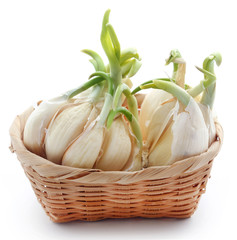 Poster - Garlic germinated