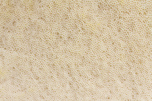 View On The Texture Of The Mushroom Cap - Pores (bottom) -  Background. Brown Birch Bolete (Leccinum Scabrum, Boletus Scaber)