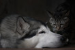 Alaskan malamute and cat. Friendship. 