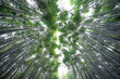 © oneinchpunch - Bamboo forest in Kyoto countryside