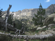 Pireneje, Hiszpania - Martwe, Przewrócone Drzewo W Parku Narodowym Aigüestortes I Estany De Sant Maurici