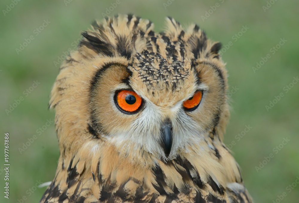 Indian eagle-owl, Bubo bengalensis, puchacz indyjski - obrazy, fototapety, plakaty 