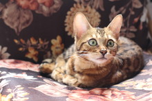 Beautiful Exotic Cat Portrait Isolated