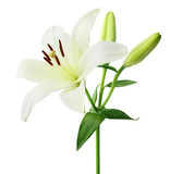 Beautiful white Lily with buds isolated on white background, including clipping path.