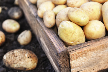 Wall Mural - Raw harvested potatoes in wooden crate, soil background, selective focus