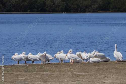 Fotografija Breeding adult American White Pelicans (Pelicanus erythrorhynchos)