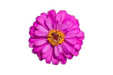 beautiful purple flower isolated on white background,top view.