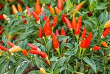 Red Chili Or Chilli Peppers Plant In Garden