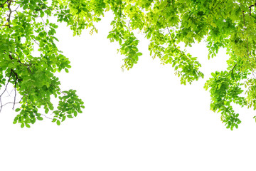 Green leaves on white background