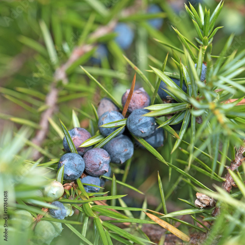 Plakat Jagody jałowca, jałowiec, Juniperus