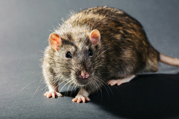 animal gray rat close-up