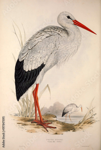 Obrazy Bocian   ilustracja-ptaka