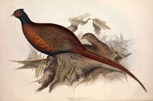 Illustration Of A Bird