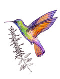 Fototapeta Sypialnia - Hand-drawn Hummingbird on white background (isolated)