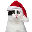 © Viorel Sima - close up of an adorable cat wearing a santa cap