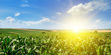 Green Corn Field And Bright Sunrise On Blue Sky. Wide Photo.