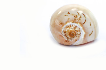 Canvas Print - shell sea isolated white background 