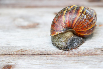 Wall Mural - Snail on wooden closeup concept snail farm 