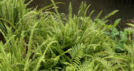 Wall Mural - Green fern plant