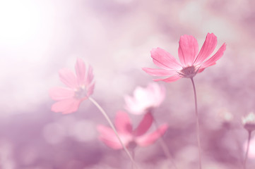 Wall Mural - Summer floral pink background. Flowers in the sunlight,copy space. selective and soft focus.