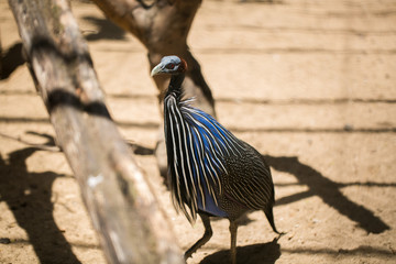 bird at the zoo. red book