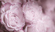 Rosen in pink Hintergrund
