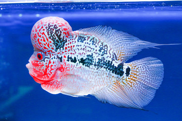 Flower horn fish in aquarium water blue background