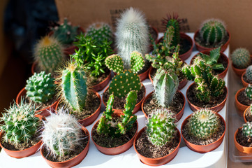 Wall Mural - Closeup view of mini cactuses in a pots, illuminated by sun