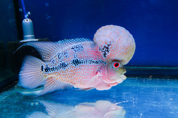 Flowerhorn cichlid fish in water aquarium with blue background