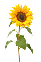 Wonderful Sunflower (Helianthus Annuus, Asteraceae) Isolated On White Background.