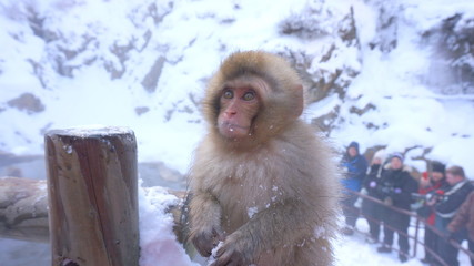 japanese macaque, snow monkey park