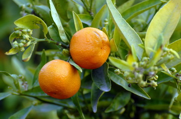 Deux Oranges accrochées aux branches et feuillage vert