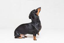 Beautiful Dog Dachshund Breed, Black And Tan, Standing With His Paw Up And Looking Up, Isolated On Gray Background