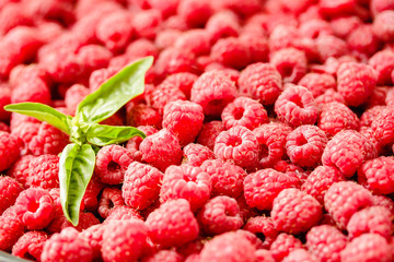 Wall Mural - Fresh raspberry and basil background closeup photo.Top view..Detox diet food and raw vegan concept.