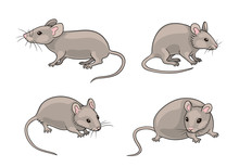 Grey Mice - Vector Illustration