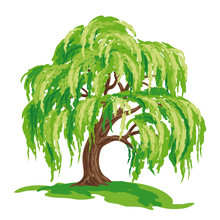 Vector Drawing Of Willow Tree