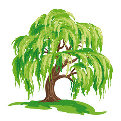 Wall Mural - vector drawing of willow tree