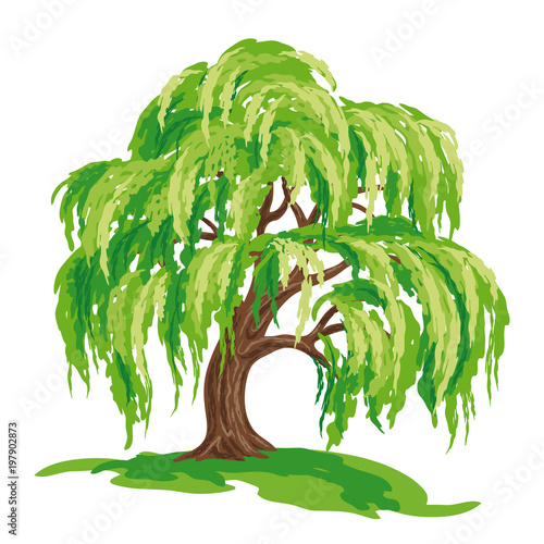 Fotomural Vector drawing of willow tree