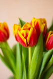 Fototapeta Tulipany - Букет красно жёлтыхх тюльпанов на нежном фоне 