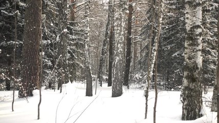 Wall Mural - Snowfall in the winter forest. Closeup of fur-tree branch covered by snow.